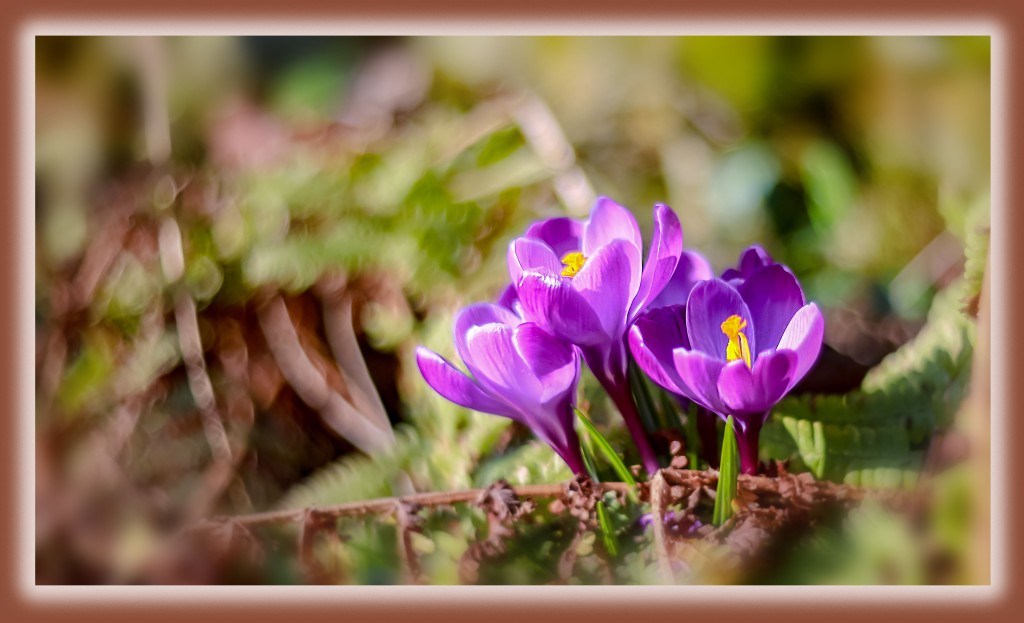Photo is of purple flowers.
