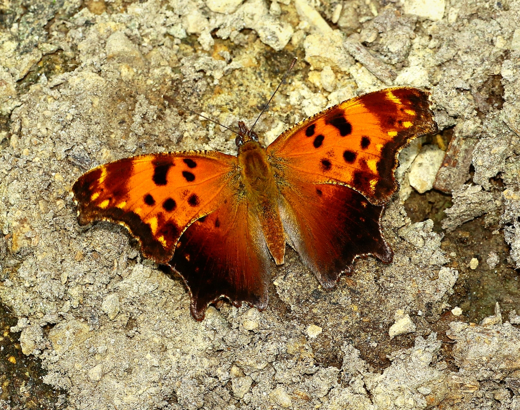 Photo is of an orange butterly.